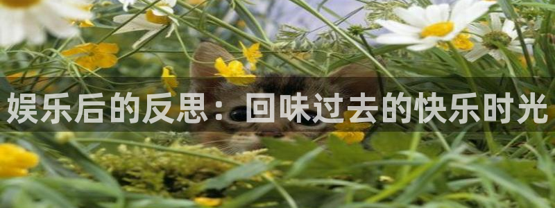 彩虹多多旧版安卓版下载